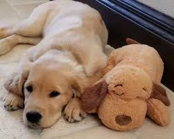 The snuggle puppy is a plush dog toy with simulated heartbeat and heat to use as a calming aid for dogs. Snuggle Puppy Pet Products For Puppies Smartpetlove Com