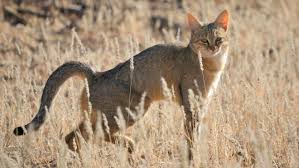 You are going to email the following the near eastern origin of cat domestication message subject (your name) has forwarded a page to you from science Cat Domestication May Date Back More Than 5 000 Years