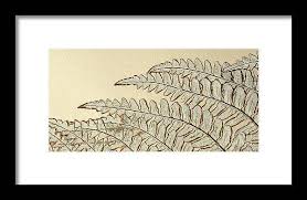 Image result for Pityrogramma