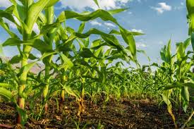 We did not find results for: Premium Photo Corn Field And Blue Sky Background