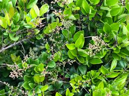Check spelling or type a new query. Flowers And Flowering Shrubs Of Southern California