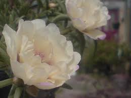 Invia uno splendido bouquet da 12 rose rosse a domicilio. Fiori Bianchi Simili Alle Rose