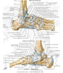 Learn how they work together to avoid injury and stay active. Ligaments Of The Ankle Joint Ligaments And Tendons Of Ankle