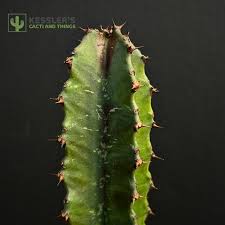 Image result for Euphorbia ingens