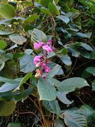 Image result for Macropsychanthus