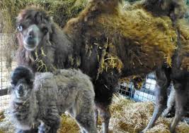 A guy helping mother camel giving birth to a baby camel. Unexpected New Baby Camel Is Born At Banham Zoo