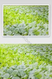 Young Baby Of Chinese Kale Organic Vegetables Farm Photo Photo Jpg Free Download Pikbest Vegetable Farming Organic Vegetables Fruit Picture