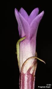 Image result for Swertia pleurogynoides