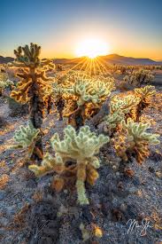 Also known as cylindropuntia garden in joshua tree jumping cholla cactus. Cholla Garden Sunrise Cholla Cactus Garden Joshua Tree National Park California Mickey Shannon Photography