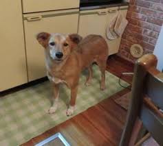 Tifu By Shaking My Penis In Front Of My Girlfriend In The Kitchen Reddit Pinterest