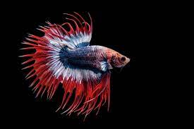 Animal Betta Fish 1080p Wallpaper Hdwallpaper Desktop Fish Wallpaper Iphone Tropical Fish Pictures Live Fish Wallpaper