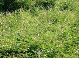 Image result for Mimosa diplotricha