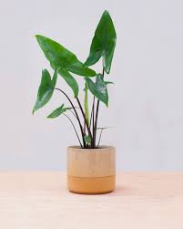 We did not find results for: Alocasia Zebrina Buy Australia