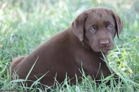 Ruff labradors is a loving family that breeds & nurtures the finest possible chocolate, yellow, & black labrador puppies in california. Chocolate Labrador Puppies For Sale In Ohio Petsidi