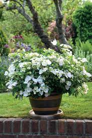 Check spelling or type a new query. Hydrangea Angustipetala Nursery Management