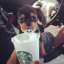My Fur Baby Munching On A Pup Cup From Starbucks This Little Chiweenie Stole My Heart Dachshund Love Weenie Dogs Loyal Dog Breeds