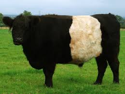 Ищете cow wearing a hat стикеры? Belted Galloway Wikipedia