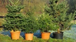 Was sollte ich beim kauf beachten, wie bewahre ich ihn am besten auf? Weihnachtsbaum Alles Zum Thema Weihnachtsbaum Tipps Zum Kaufen Und Schmucken