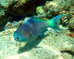 Fish parrot parrotfish coral tropical fish on white background parrot fish blue parrotfish parrotfish great barrier reef scaridae parrotfish egypt colorful parrotfish parrotfish colorful. Ember Parrotfish Scarus Rubroviolaceus Underwater Fish Tropical Fish Fish Pet