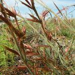 Image result for Monocymbium