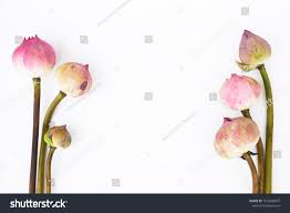 Serie a has risen once again to become one of the most entertaining leagues in europe. Descargar Sawasu Washi Kiyoryu Sawasu Stock Illustration 40742862 Pixta 7 196 Likes 58 Talking About This 3 179 Were Here Penelope Millspaugh
