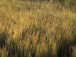 Image result for Eleocharis variegata
