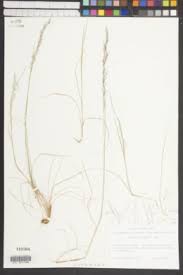 Image result for Agrostis kilimandscharica