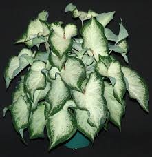 White Dynasty Caladiums Foliage Plants Caladium Flora Flowers