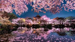 190 sakura hd wallpapers and background images. Cherry Blossom 1080p 2k 4k 5k Hd Wallpapers Free Download Wallpaper Flare