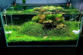 Akvaryum Kurarken Ornek Alabileceginiz Bitkili Akvaryum Fotograflari Akvaryum Bitkiliakvaryum Bitkili Ornek Biotopeaquarium Biotope Aquarium