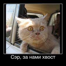 DataLife Engine > Версия для печати > Анекдоты про котов
