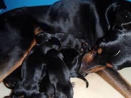 Find dogs and puppies locally for sale or adoption in brandon area : 10 Beautiful Doberman Puppies All Black Andtan Ready Before Christmas For Sale In Brandon Florida Classified Americanlisted Com