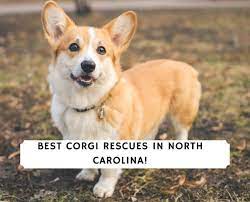 We have passionately bred and given out puppies to many homes around the world at very affordable rates. 5 Best Corgi Rescues In North Carolina 2021 We Love Doodles