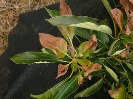 Brown tips on avocado leaves. Growing Avocados Frost Agriculture And Food