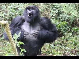 Men Stealers Bigfoot Account 1841 Youtube Gorilla Silverback Gorilla Great Ape