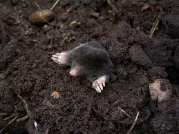 We did not find results for: Moles How To Identify And Get Rid Of Moles In The Garden Or Yard The Old Farmer S Almanac