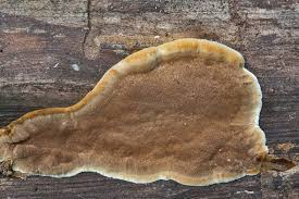 Image result for Phellinus gilvus