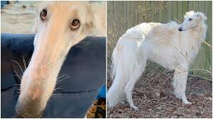 For centuries the borzoi could not be purchased but only given as gift from the tsar. A Regal Borzoi Dog With A Very Long Nose