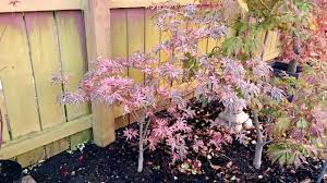 Maybe you would like to learn more about one of these? Japanese Maple Acer Shirazz 5th October 2017 Youtube
