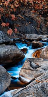 Pin By Mario Da Silva On Birds Dark Wallpaper Iphone Wallpaper Free Download Original Iphone Wallpaper