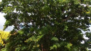 Image result for Caesalpinia ferrea