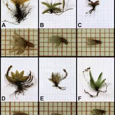 Image result for Kylicanthe rohrii