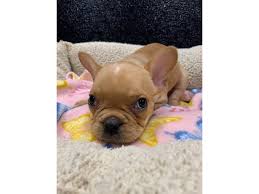 Our dogs are very much part of our family and we enjoy working. French Bulldog Puppies Petland Orlando East