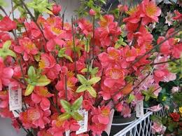 Potted flowers from hobby lobby planted in containers and set outside in extreme weather. Hobby Lobby S Lobbying Hobbies Opensecrets