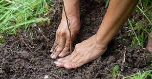 We did not find results for: The 10 Best Affordable Tree Services Near Me With Free Estimates