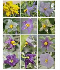 Image result for Solanum