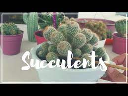 An adequate amount of magnesium in the soil also allows plants to absorb nitrogen and phosphorus — both important fertilizer components found in soil. Watering Succulents Cactus With Epsom Salt Youtube