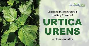 Image result for Urtica urens