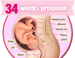 Most premature babies are born between 34 and 37 weeks. Fetal Development Timeline Timetoast Timelines