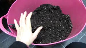 Are you growing cactus at home for the first time? Potting Up My Dragonfruit Cactus Seedlings Hylocereus Undatus Youtube